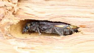 Un capricorne des maisons (insecte xylophage) logé dans une poutre en bois